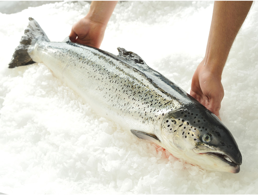 Food photographer Perigueux, Bergerac, Villereal, Issigeac, Fumel