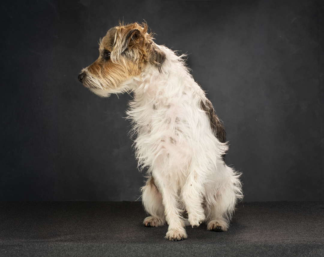 Dog photographer Dordogne | Dog photography in Dordogne, Bergerac, Eymet, Perigeuex, Beaumont du Perigord, Issigeac, Villereal, Sarlat, Cahors