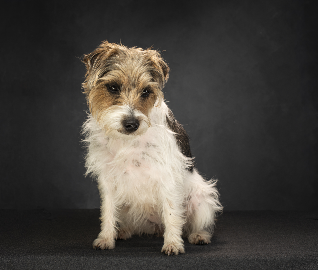 Pet photographers in the Dordogne